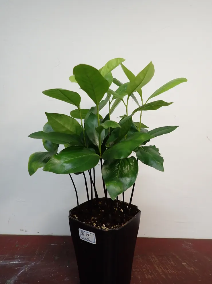 大安社大114.09.26