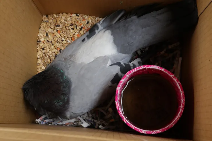 賽鴿已前往那個我們現在無法知曉的國度