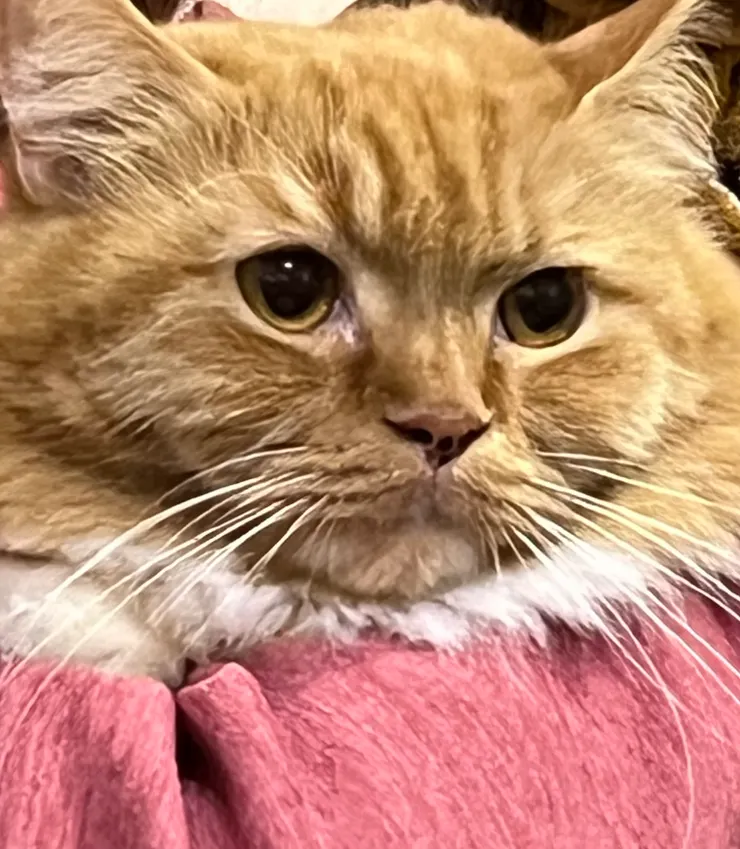 咪嚕,自信又有界線