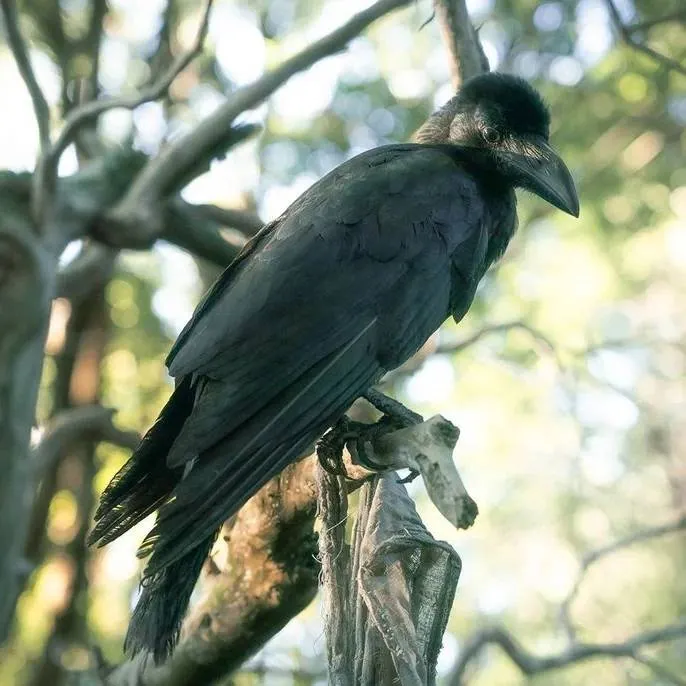 鳥邊野死神----大嘴烏鴉