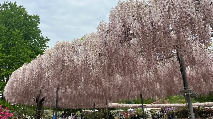 腹地不小,因此紫藤花量也算多。