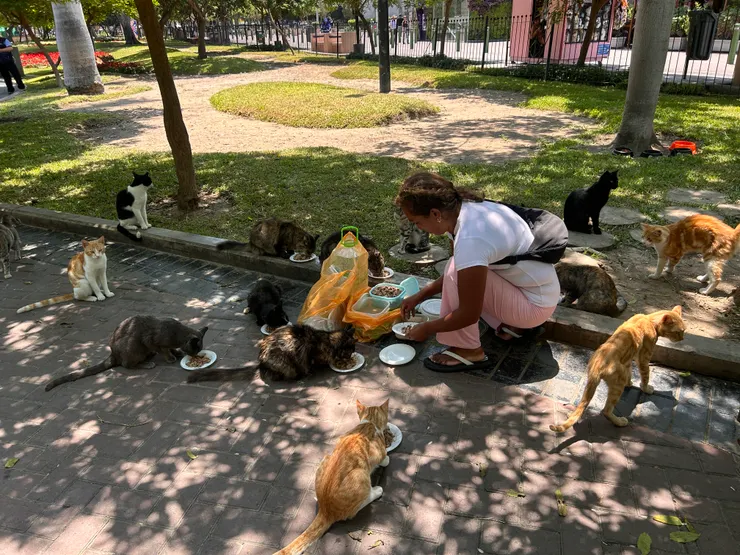 當地人在餵食貓咪