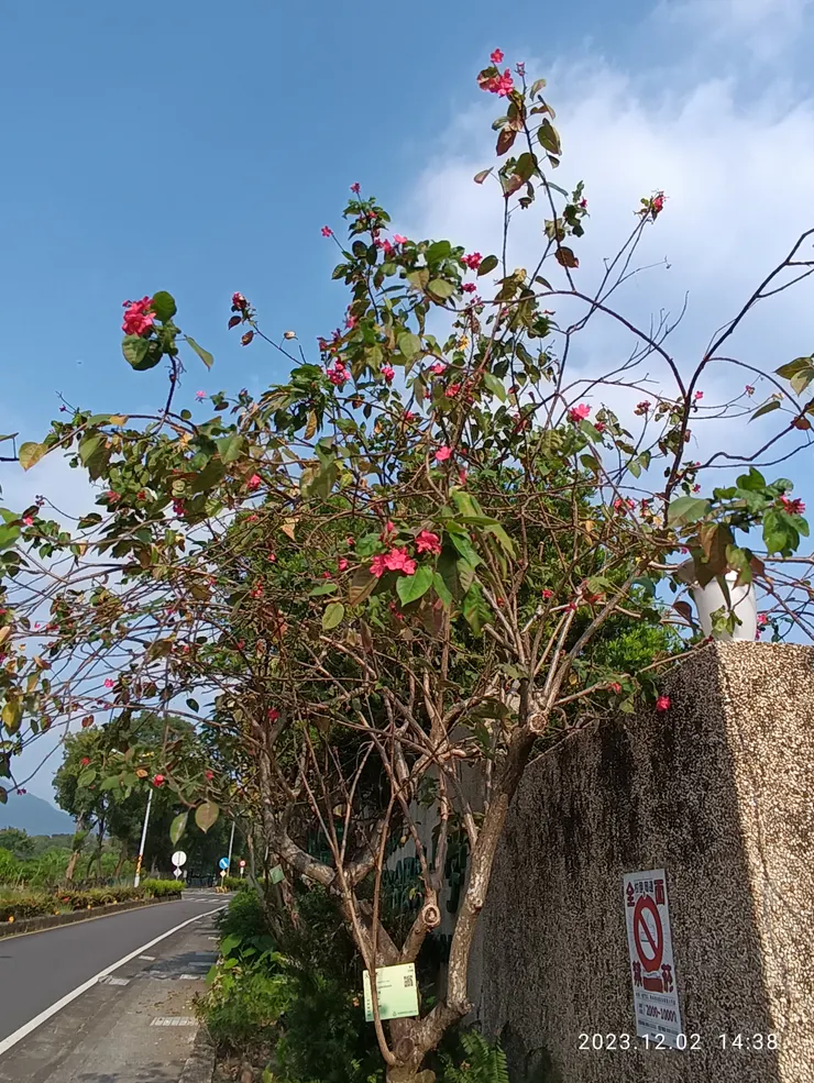 火漆木又名大花日日櫻