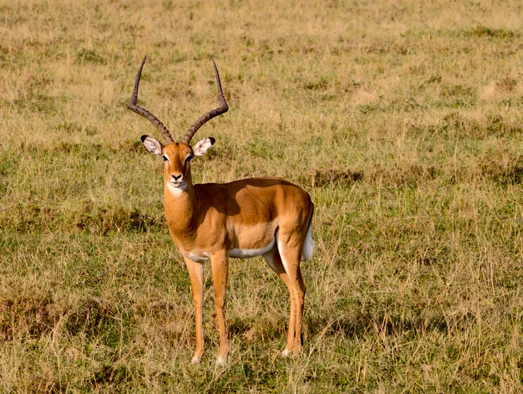 美麗的公黑斑羚