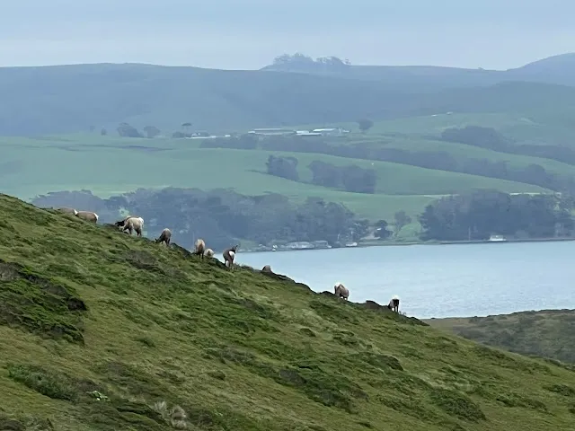 ▲我心裡感覺, 一定有something, 果然, 抬眼就看到了elks