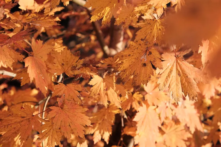 先自首，為了有更美的楓葉意境，拍攝時都有經過調色加強～
