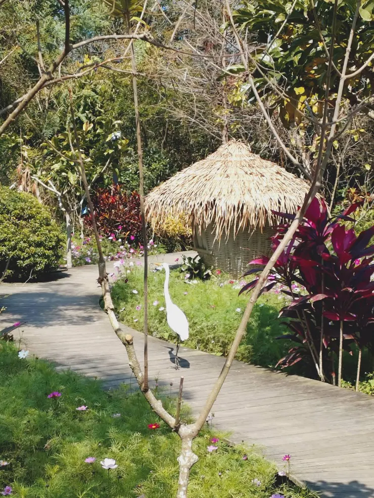 近距離觀察動物