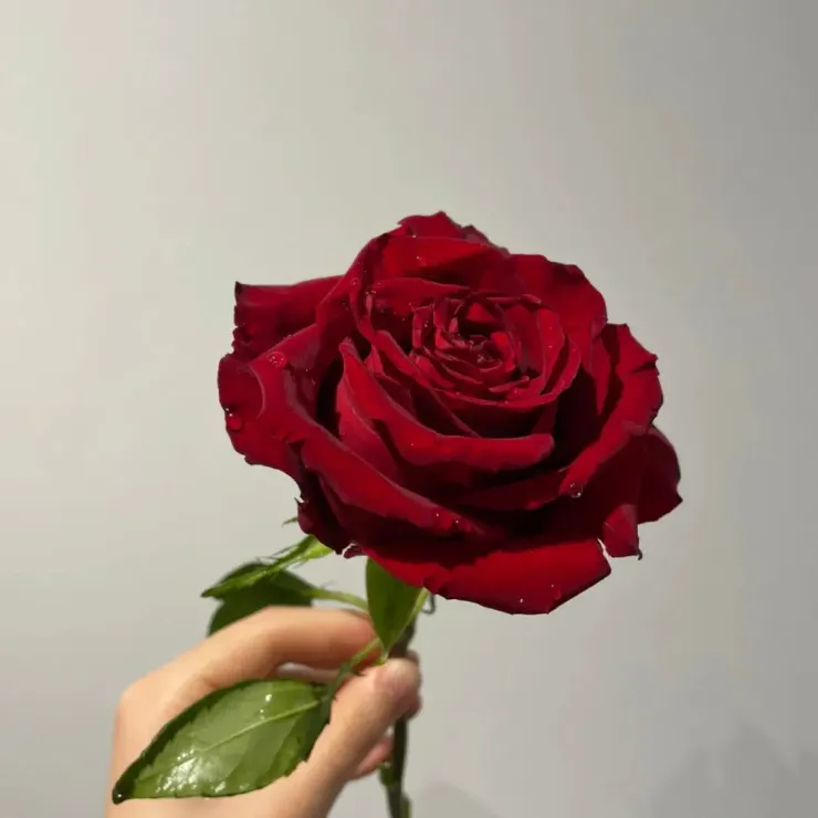 剛好遇上七夕，對方說公司樓下，有人推銷買一朵給女朋友，於是對方就買了拍照給我