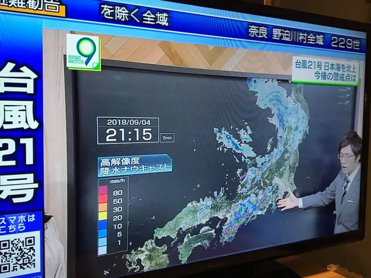 都是燕子惹的禍