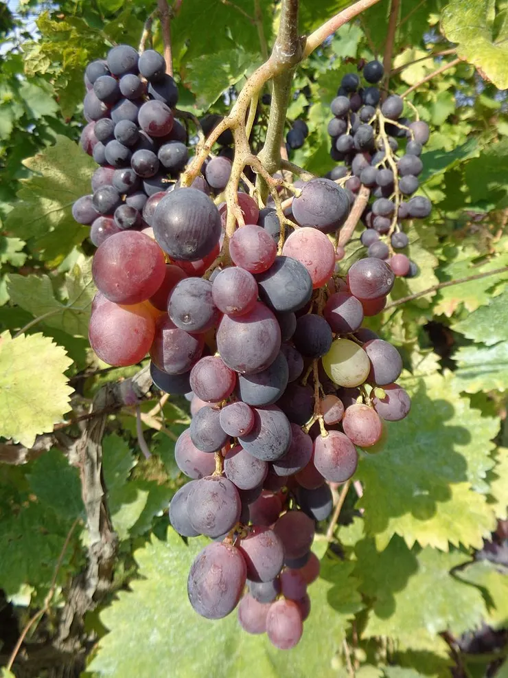 Muscat Hamburg葡萄。圖片取自維基百科