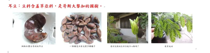 耳豆的育苗過程