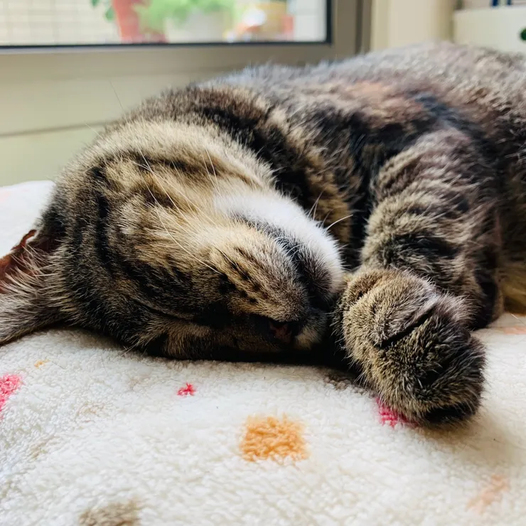 不管幾歲都是我的小可愛