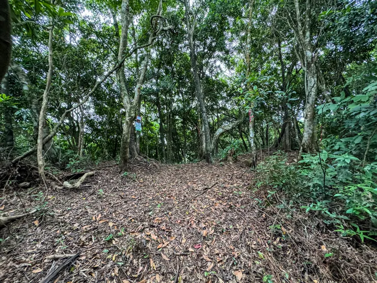 1206 抵逹金平山西峰