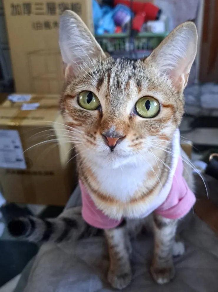 虎斑妹妹(媽咪提供)