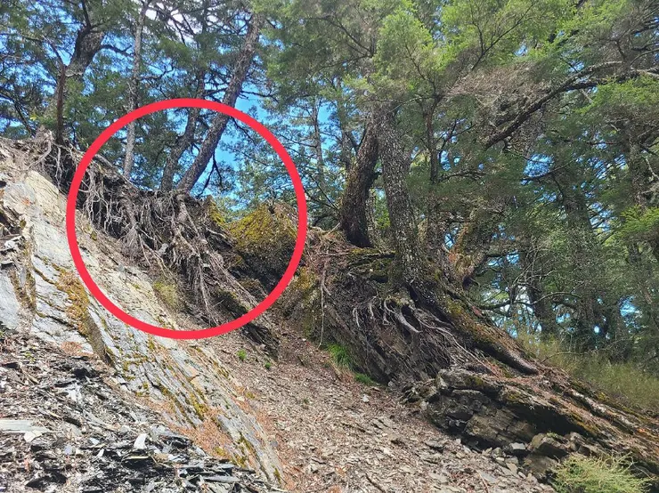 照片看還好,但有一定陡度且土鬆,上至倒木樹根時試抓發現手點不牢靠,於是折返