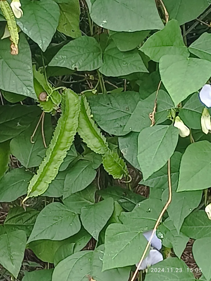 遠看似大鄧伯花，待欲親近視之是多年未逢的“翼豆”，又名四角豆