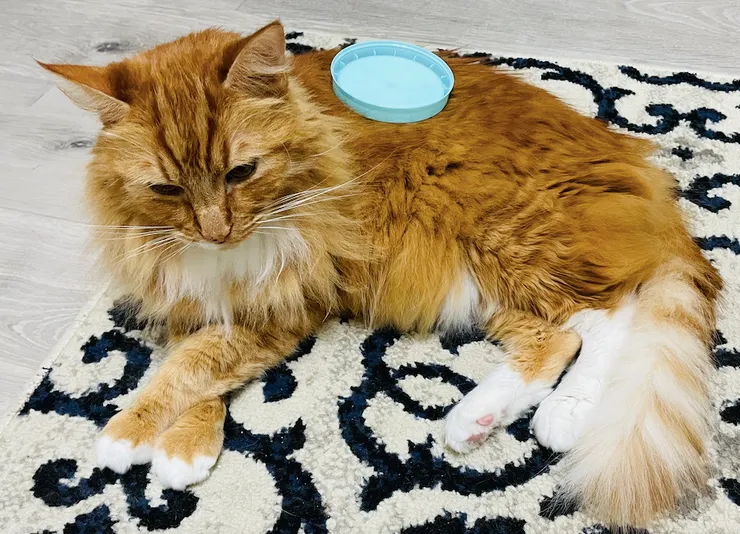 大難不死必有後福的胖橘,現在台灣開心過著貓的退休生活。