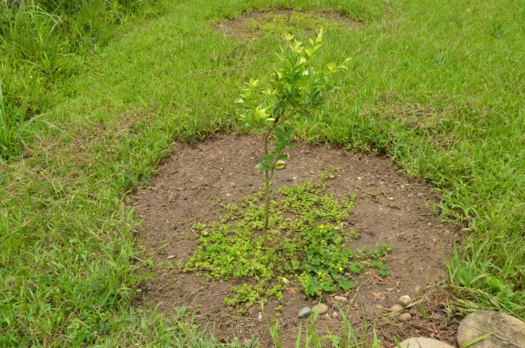 在香檬果樹下種心葉水薄荷取代雜草