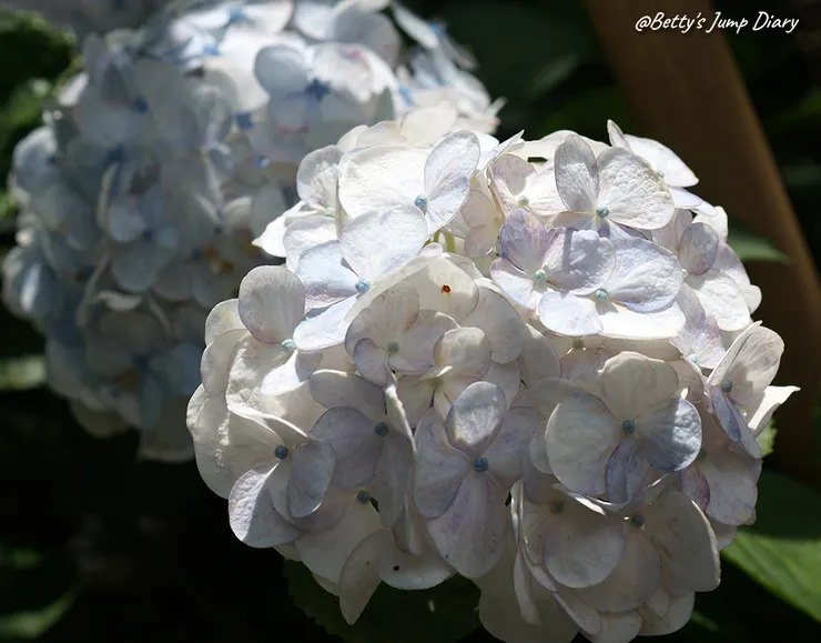 ▲桃園龍潭「穧粑崠咖啡農場」、「越軌咖啡」/ 圖片來源：Betty's Jump Diary