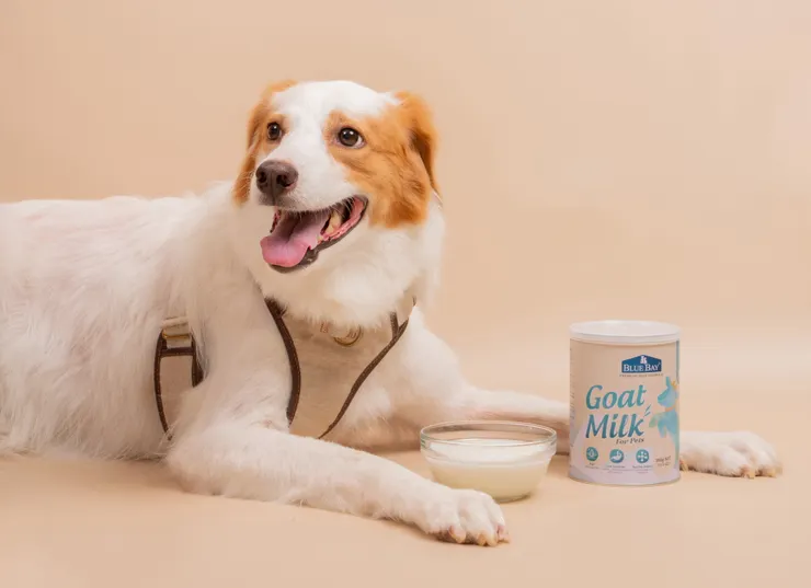 圖說：倍力頂級羊奶粉含鈣量高、易吸收，更特別添加EGF與牛磺酸，全方位守護毛孩皮膚與心血管。（資料來源：倍力寵物健康食品）