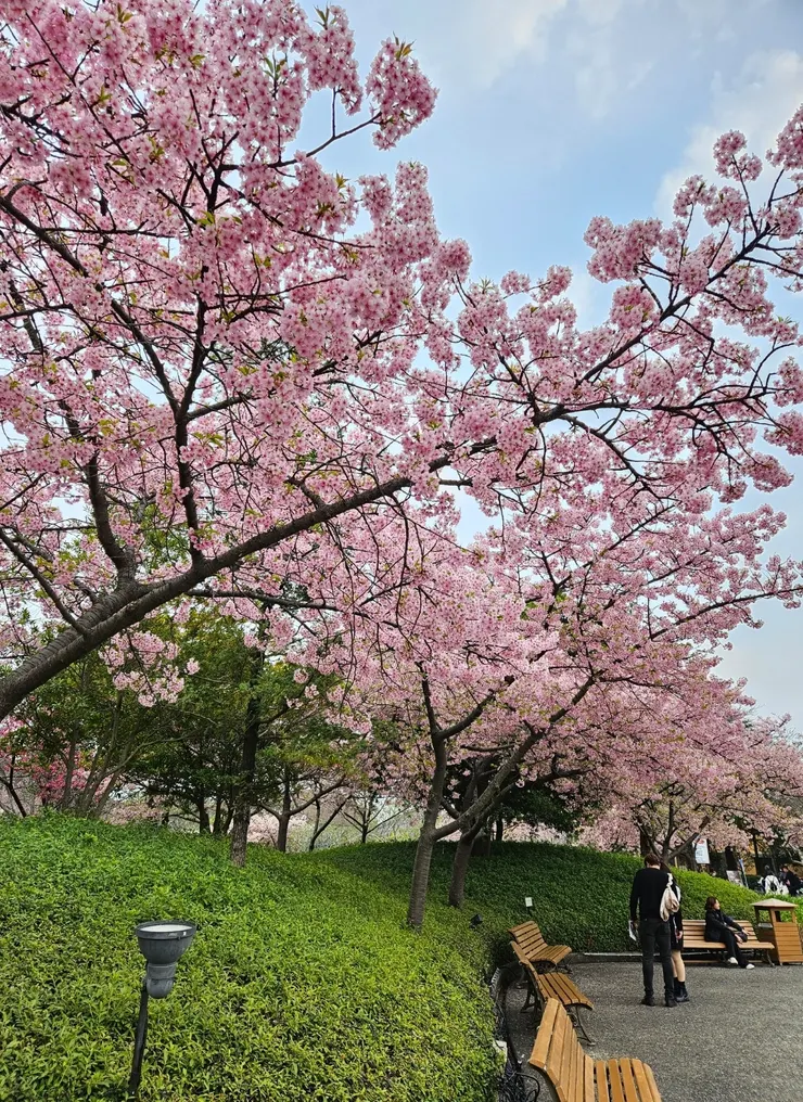 下午一入園就看到名花之里的河津櫻還開著