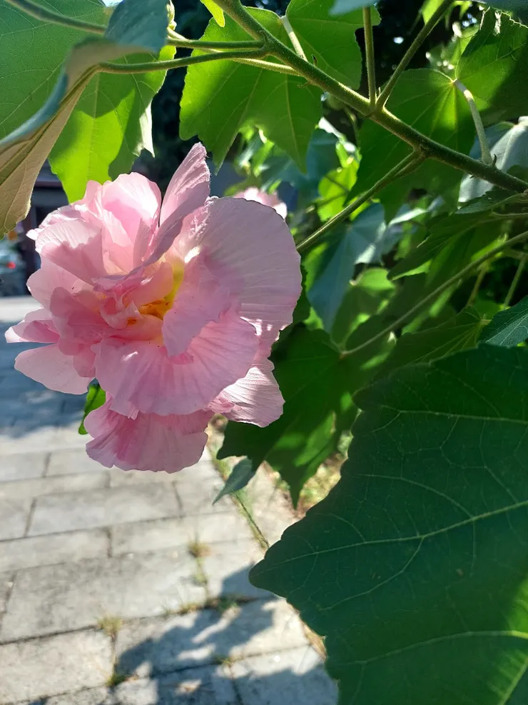 深秋時節盛放的木芙蓉