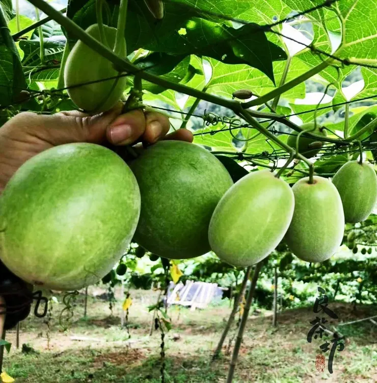 ✨ 源自自然的禮物：良茶坊羅漢甘果