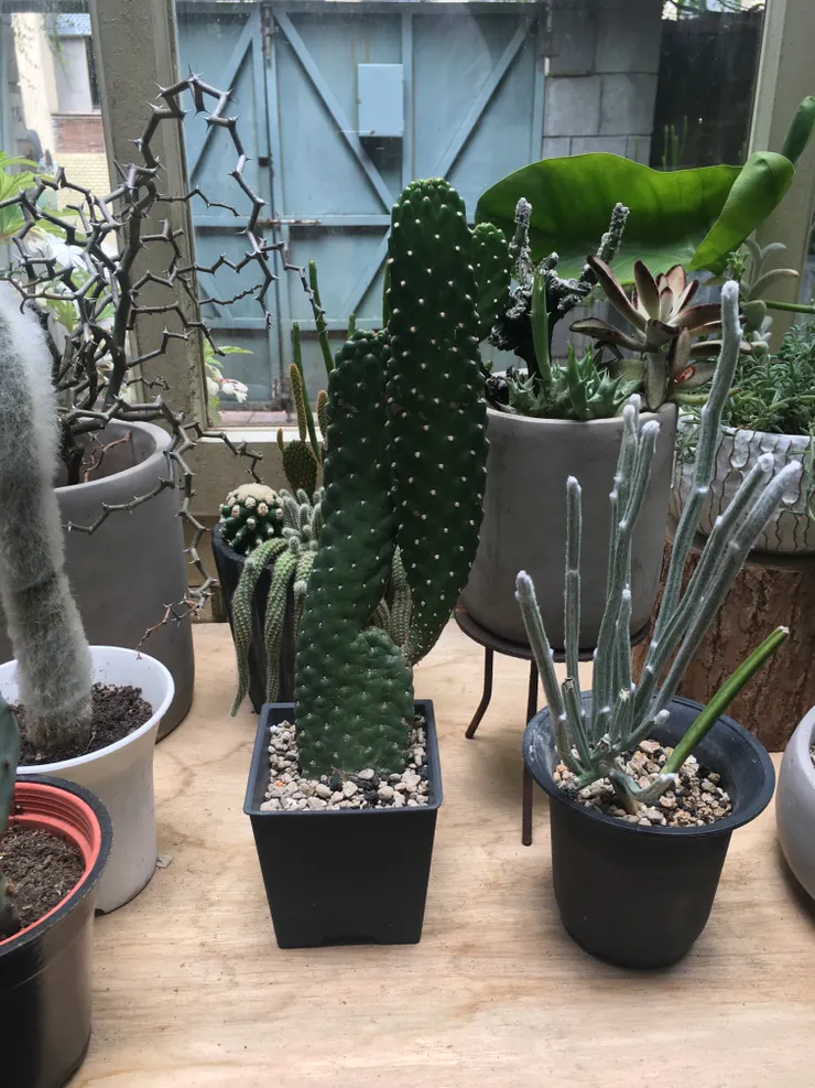 成為創作靈感的多肉植物