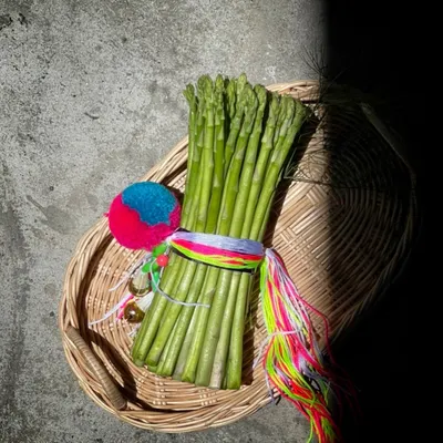 小羊蘆筍的沙龍