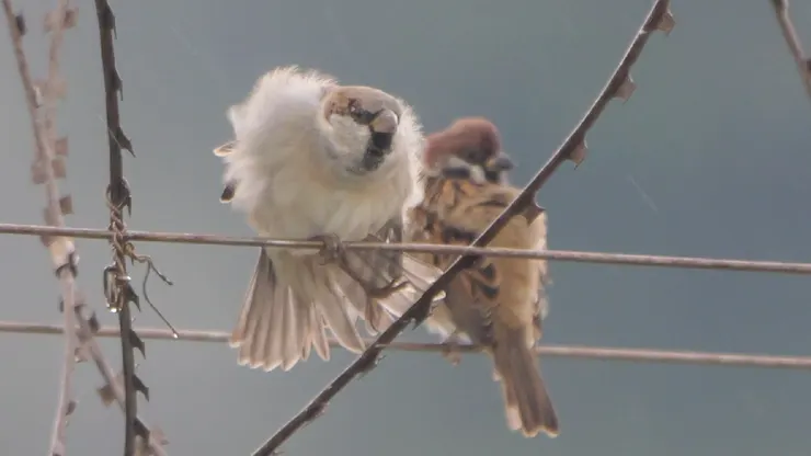 左：家麻雀 右：樹麻雀
