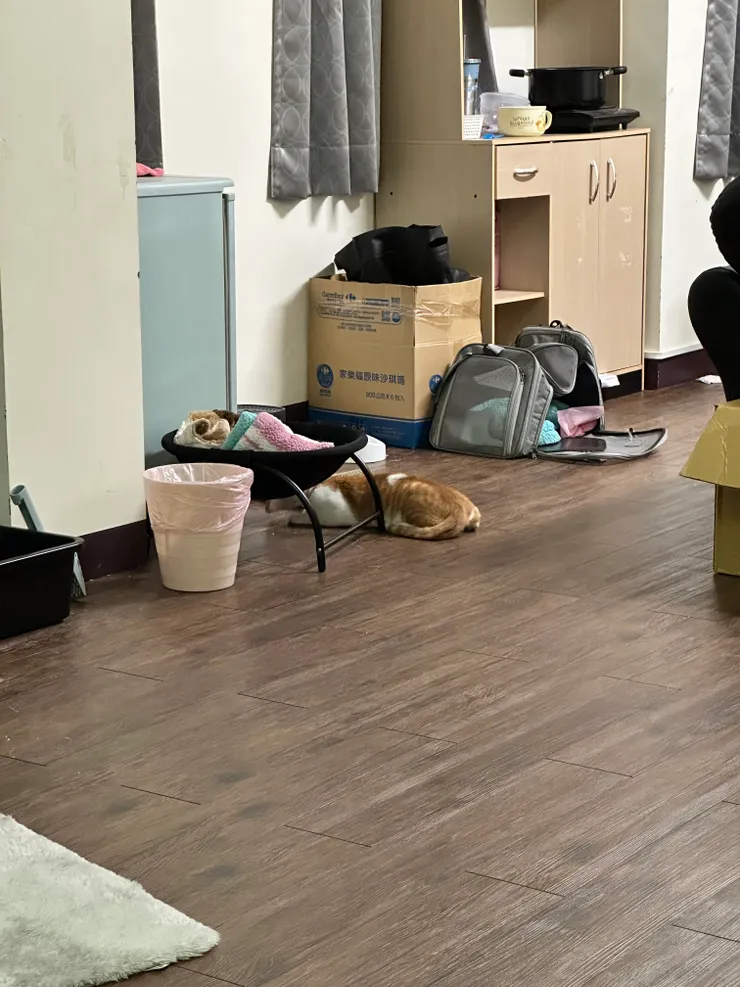 剛從醫院回家，花生都這樣離遠遠遠不給靠近