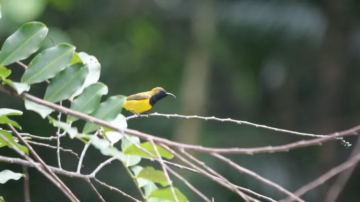 Olive-backed Sunbird 黃腹花蜜鳥（非常常見菜鳥）