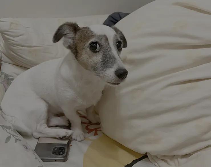 我家的狗/ A君本人 只是毛比較多 吃比較好 過比較爽