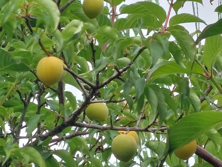 青梅，是清明時節的節氣飲食，可要把握時間點，不然梅子很快就熟了，來不及做脆梅了！