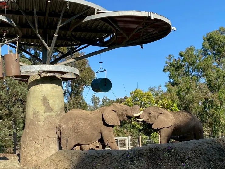 這兩頭大象是感情好，別擔心