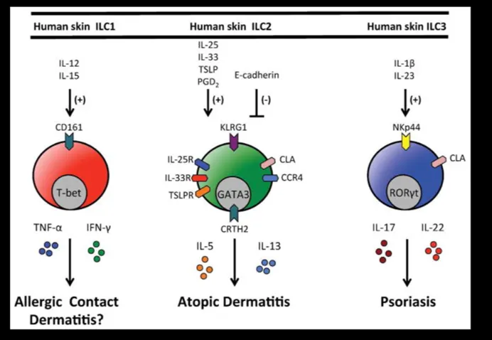 innate lymphoid cells(內生性淋巴細胞)