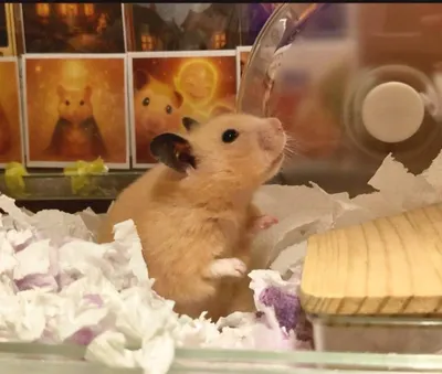 🐹《安比的地球觀察日記⑯》