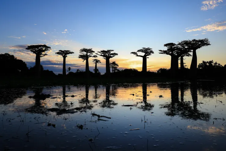 日落時分的猴麵包樹大道