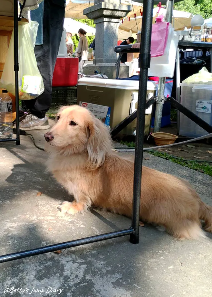 ▲桃園神社/圖片來源：Betty's Jump Diary