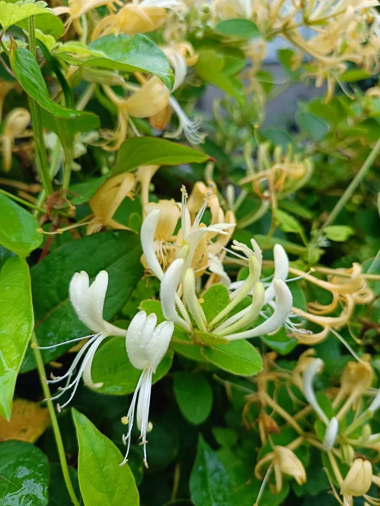 漸漸成熟會轉變成後方的黃色狀態-金花