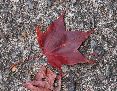🍁123木頭人！您覺得楓葉紅的速度有多快？