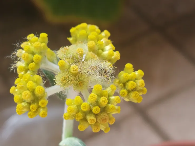 開著鮮黃花、頭狀花序色的鼠麴草，有著類似油菜花的香氣
