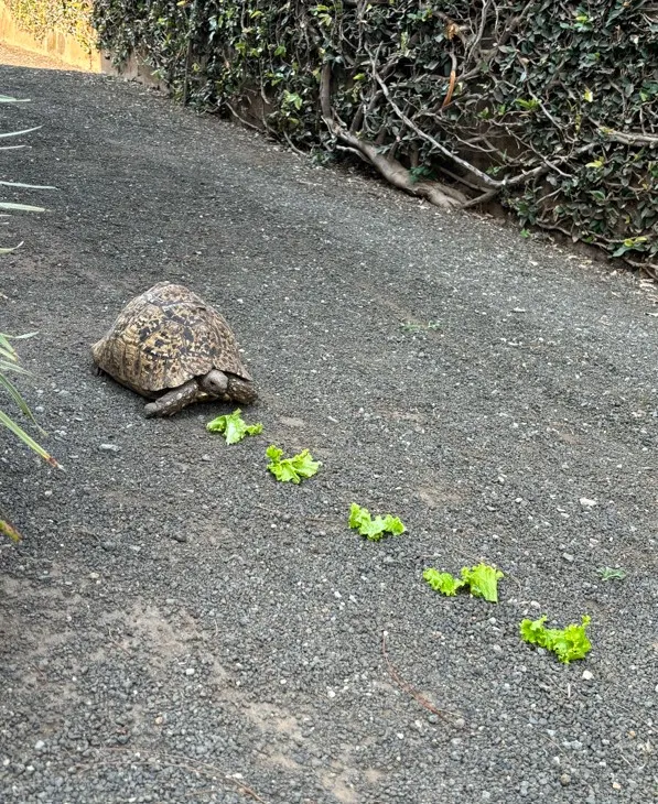 第一天沒發現烏龜，第二天發現後，烏龜馬上縮進龜殼裡，所以我們用盡方法想看她走路的樣子