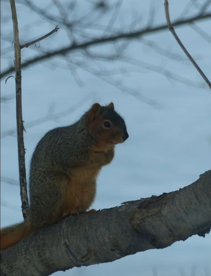 事情從一個霧霾朦朧的雪天開始