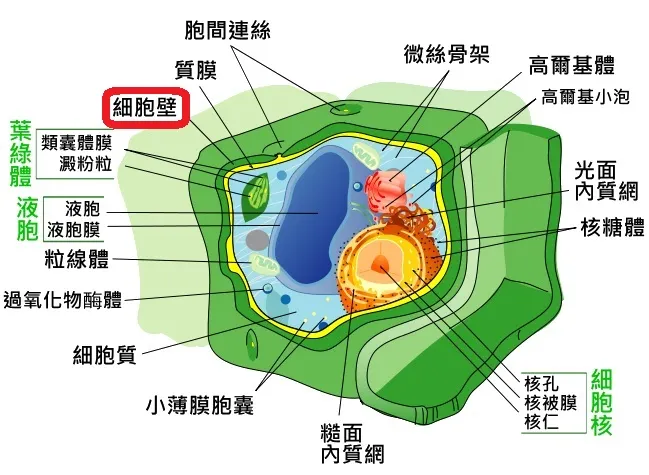 植物細胞。By Mike841125 - 自己作品, Public Domain