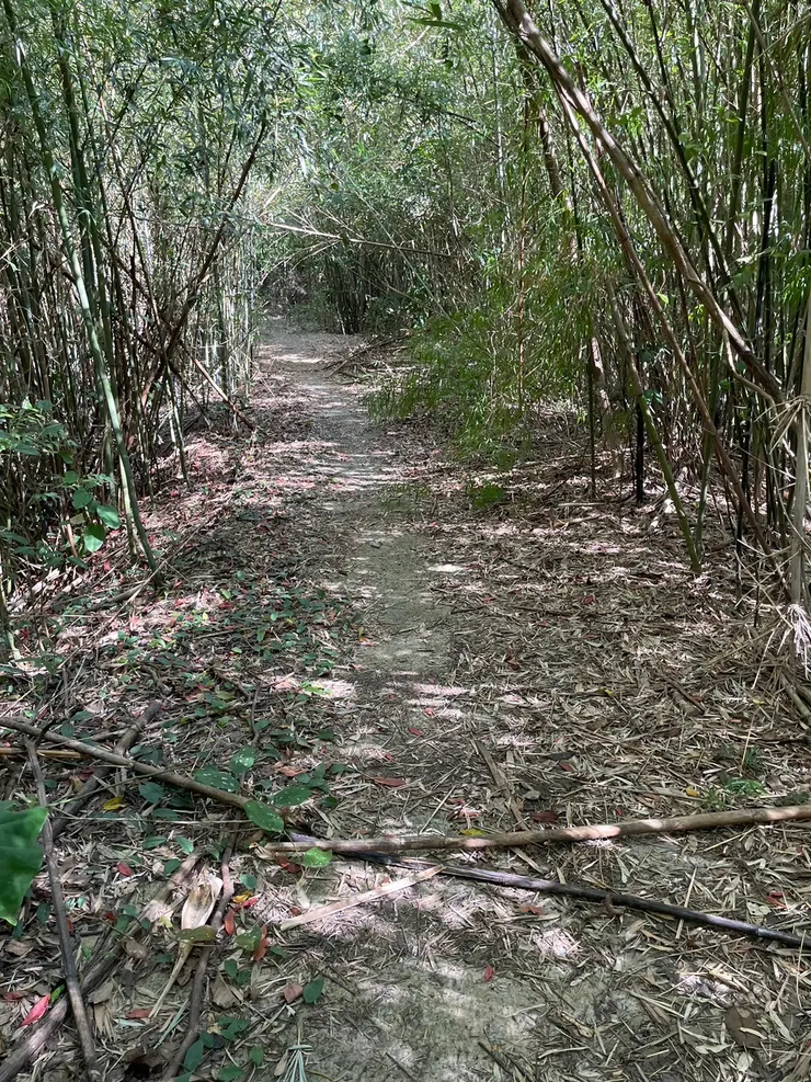 寬敞的路徑，陽光灑落在竹林，光影變幻真美麗