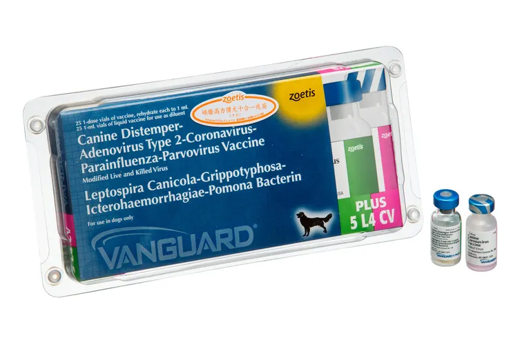 如何訓練你的狗-湯頭拔 狗狗訓練師 訓犬師 寵物訓練師