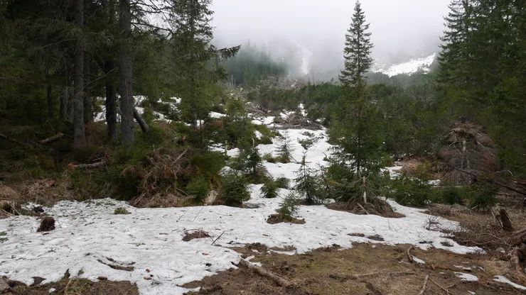 路邊已經開始可以看到雪了