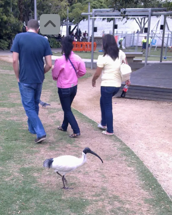 在澳洲,如果去踢鳥或傷害野生動物,可是要罰200澳幣(約5~6千台幣),看來這隻埃及聖環過的不錯!在台灣這種鳥都要撲殺的。