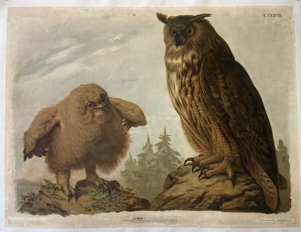 Owl and Owlet